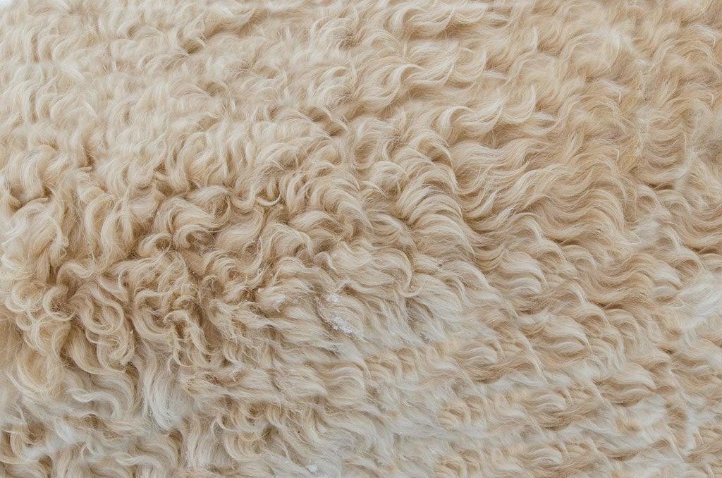 Why Organic Wool Is Not Washable - Turmerry Mattress Blog